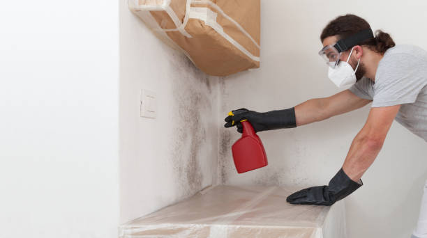 Professional Basement Mold Removal technician working in Falls Church, VA