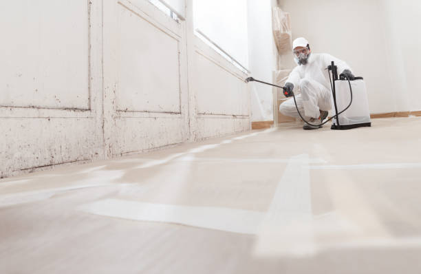 24/7 Emergency Basement Mold Removal experts in Falls Church, VA