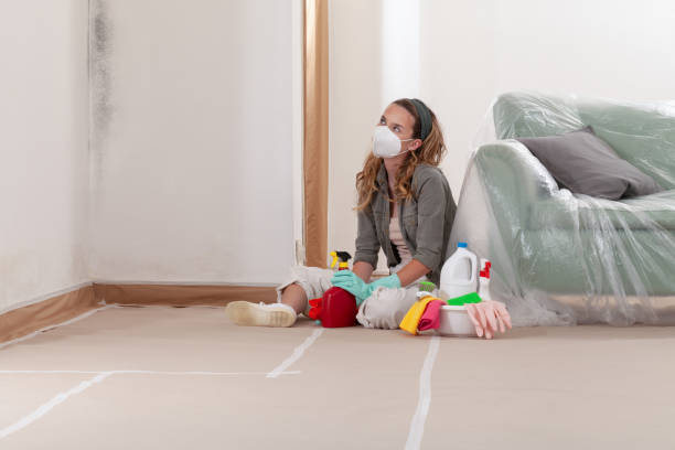Reliable Basement Mold Removal contractor in Falls Church, VA by Cheap Mold Removal