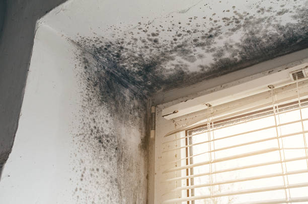 Affordable Basement Mold Removal solutions in Falls Church, VA