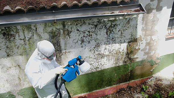 Top rated local Basement Mold Removal specialists in Falls Church, VA